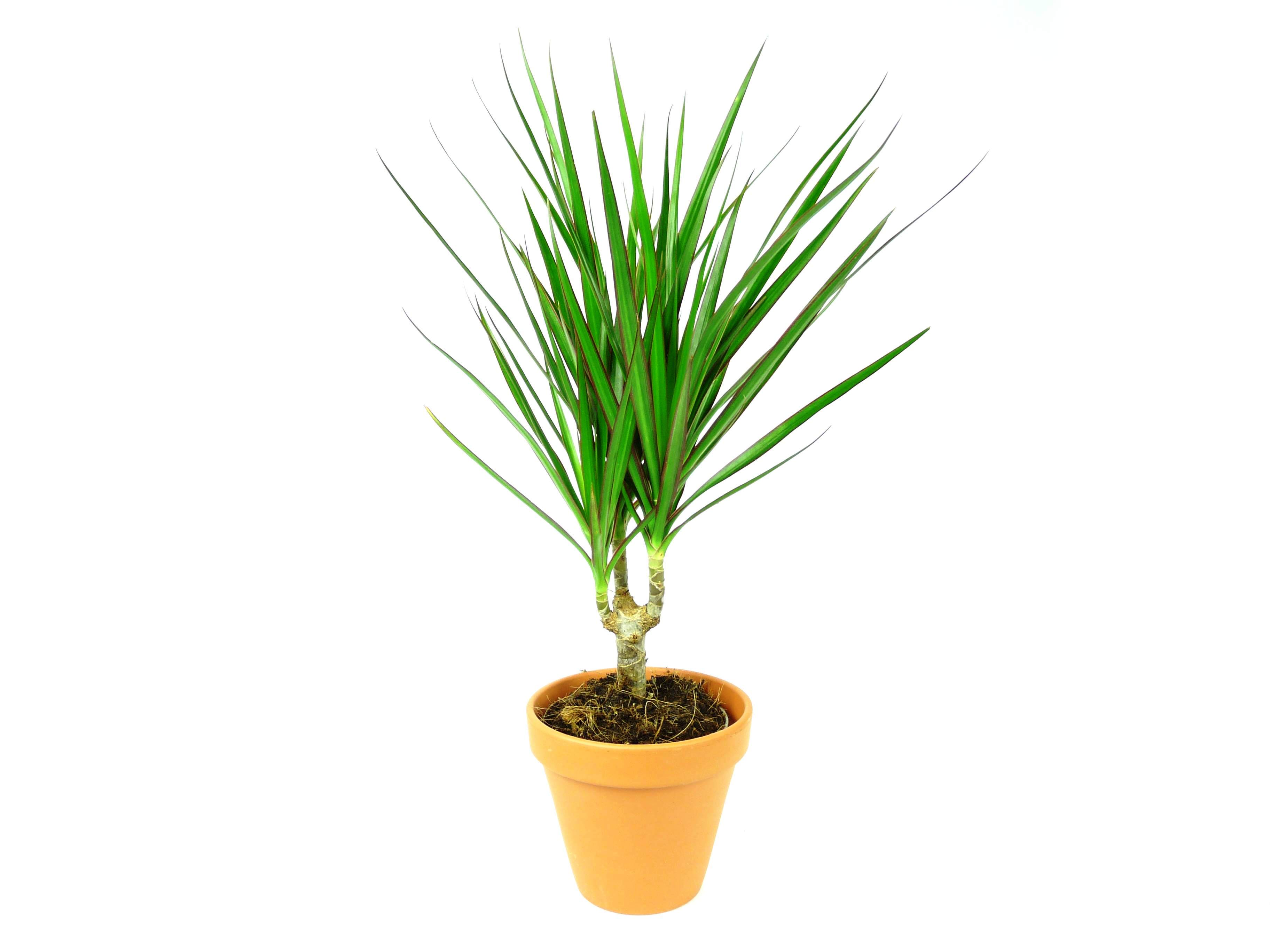 Dracaena marginata, průměr 11-12 cm Dracéna lemovaná, Dračinec