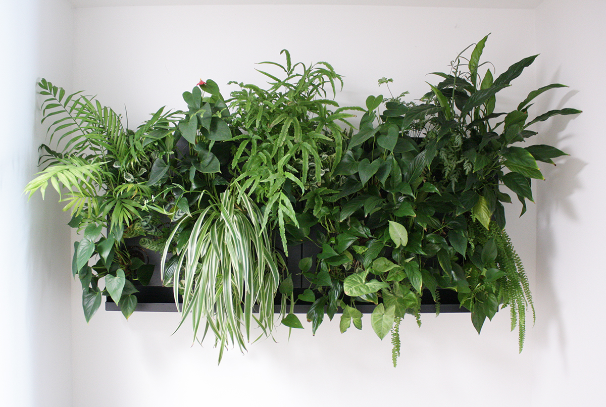 Obraz z živých rostlin HUB 85x50cm pro 18 rostlin, osázený, bílá