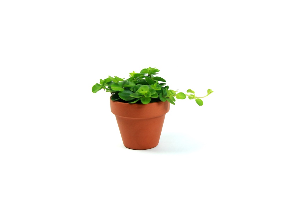 Peperomia rotundifolia, průměr 6 cm Peperomie, Pepřinec