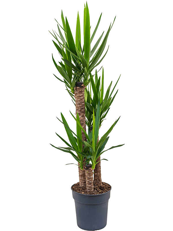 Yucca, průměr 27 cm Juka
