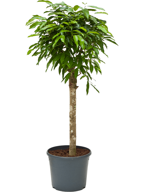 Ficus amstel king, průměr 30 cm Fíkovník