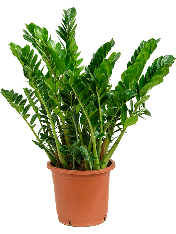 Zamioculcas zamiifolia, průměr 30 cm Kulkas, zamiokulkáda