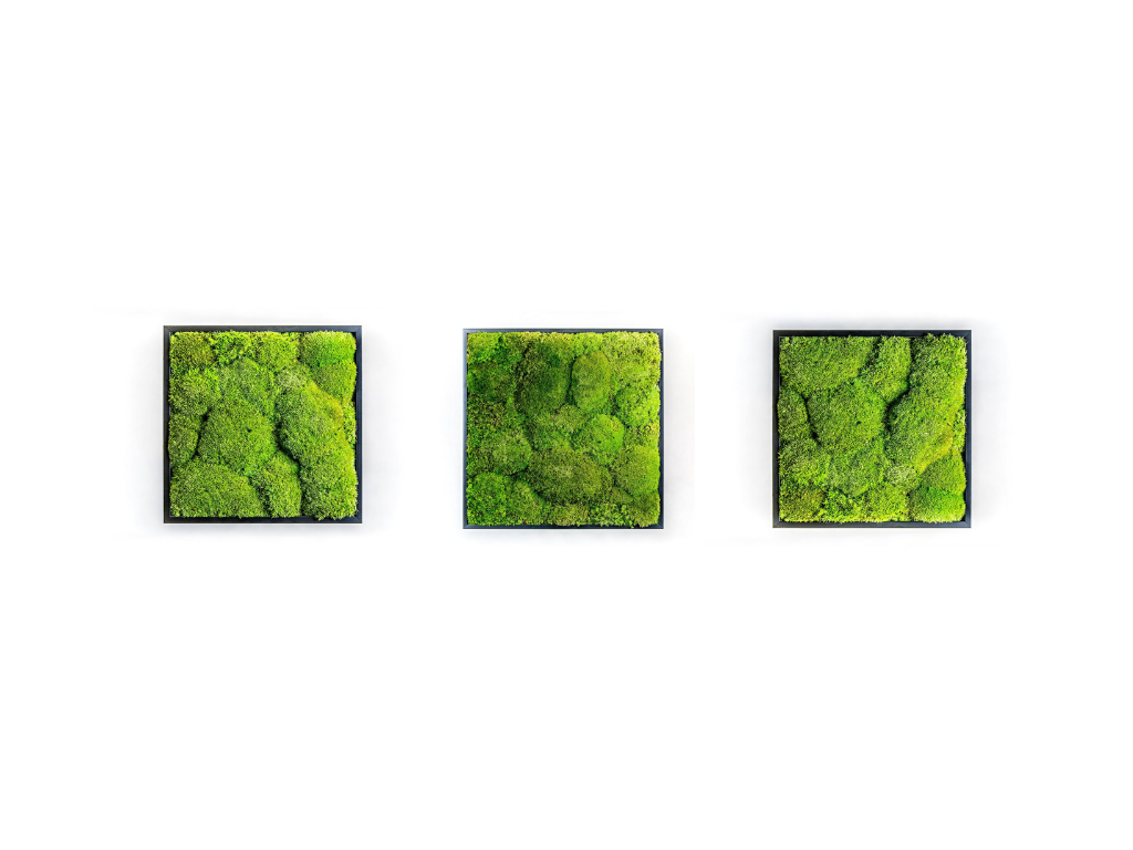 Set 3 mechových obrazů 22x22 kombinovaný mech kopečkový s plochým, černá + doprava zdarma