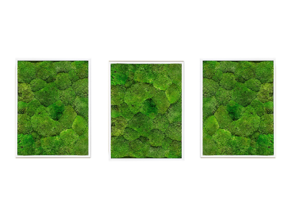 Set 3 mechových obrazů 30x40 z kopečkového mechu, bílá + doprava zdarma