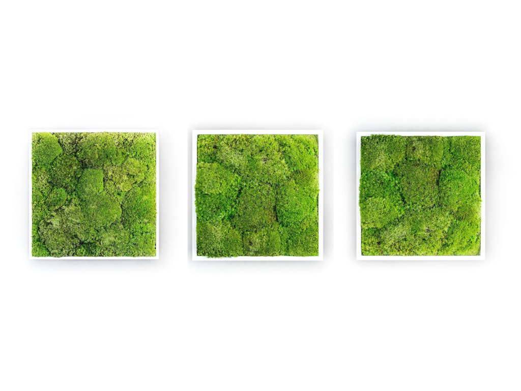 Set 3 mechových obrazů 35x35 z kopečkového mechu, bílá + doprava zdarma