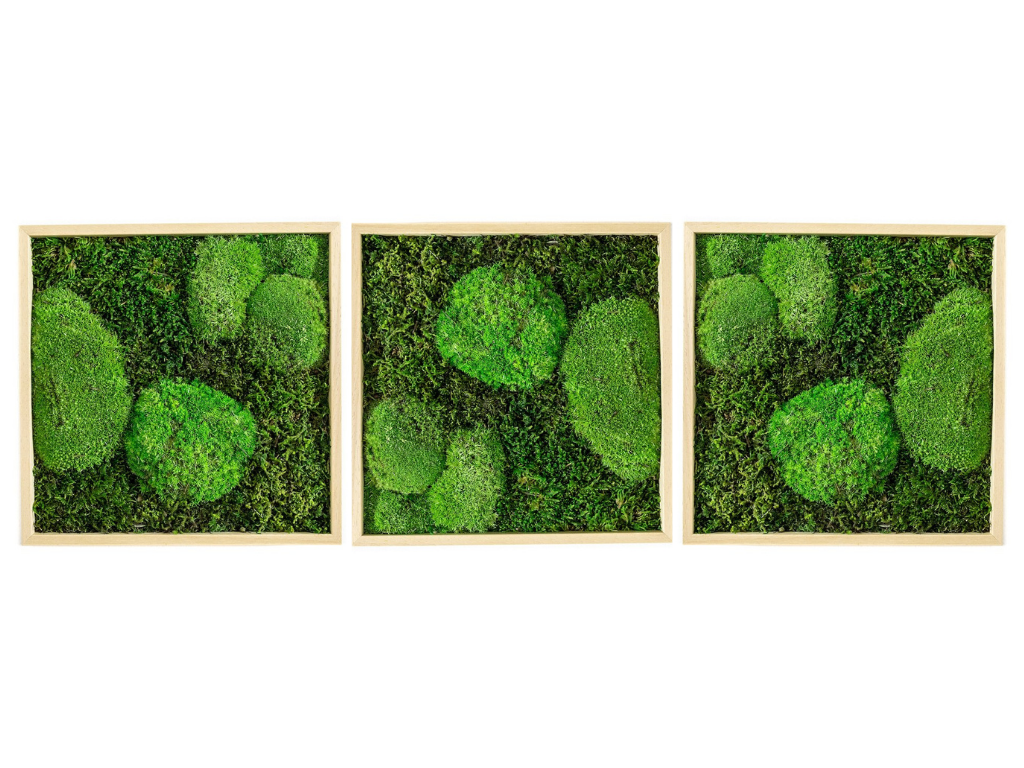 Set 3 mechových obrazů 50x50 kombinovaný mech kopečkový s plochým, přírodní + doprava zdarma