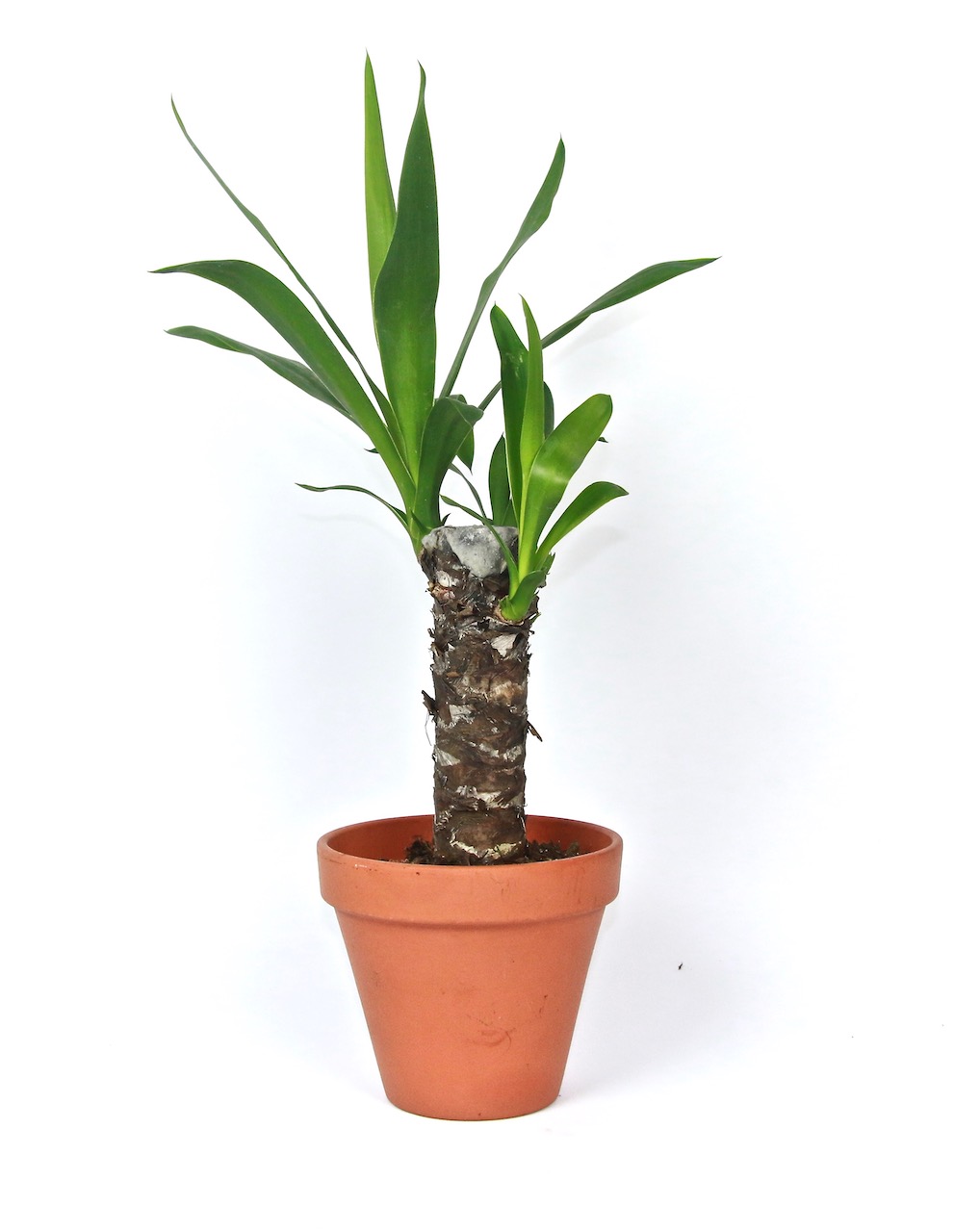 Yucca, průměr 11-12 cm Juka