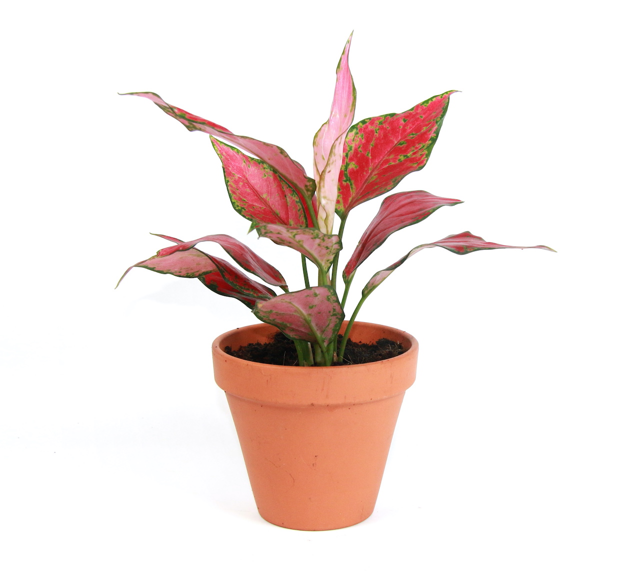 Aglaonema Red Valentine, průměr 12-14 cm Aglaonema, Spící panna