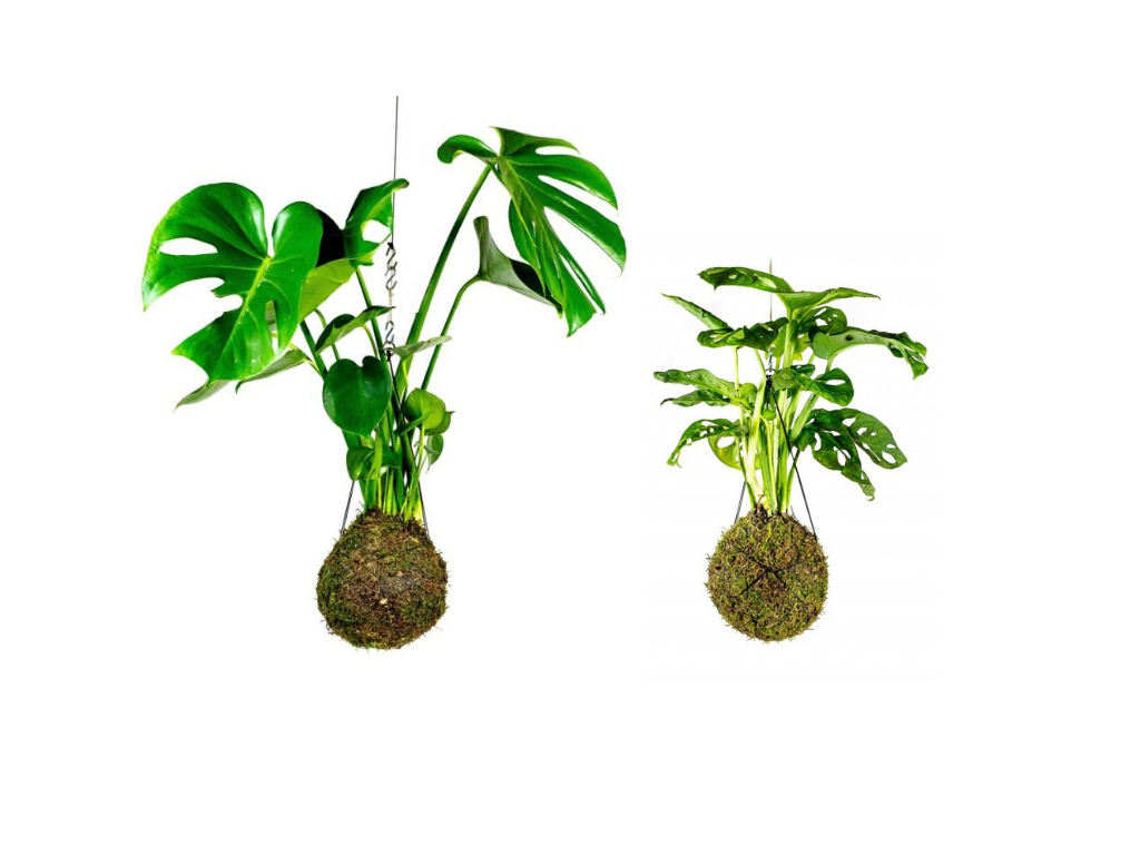 Set Kokedam Monstery (L) Monstera