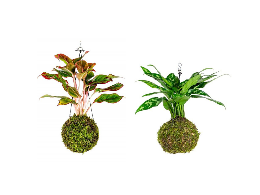 Set Kokedam Aglaonemy (L) Aglaonema, Spící panna