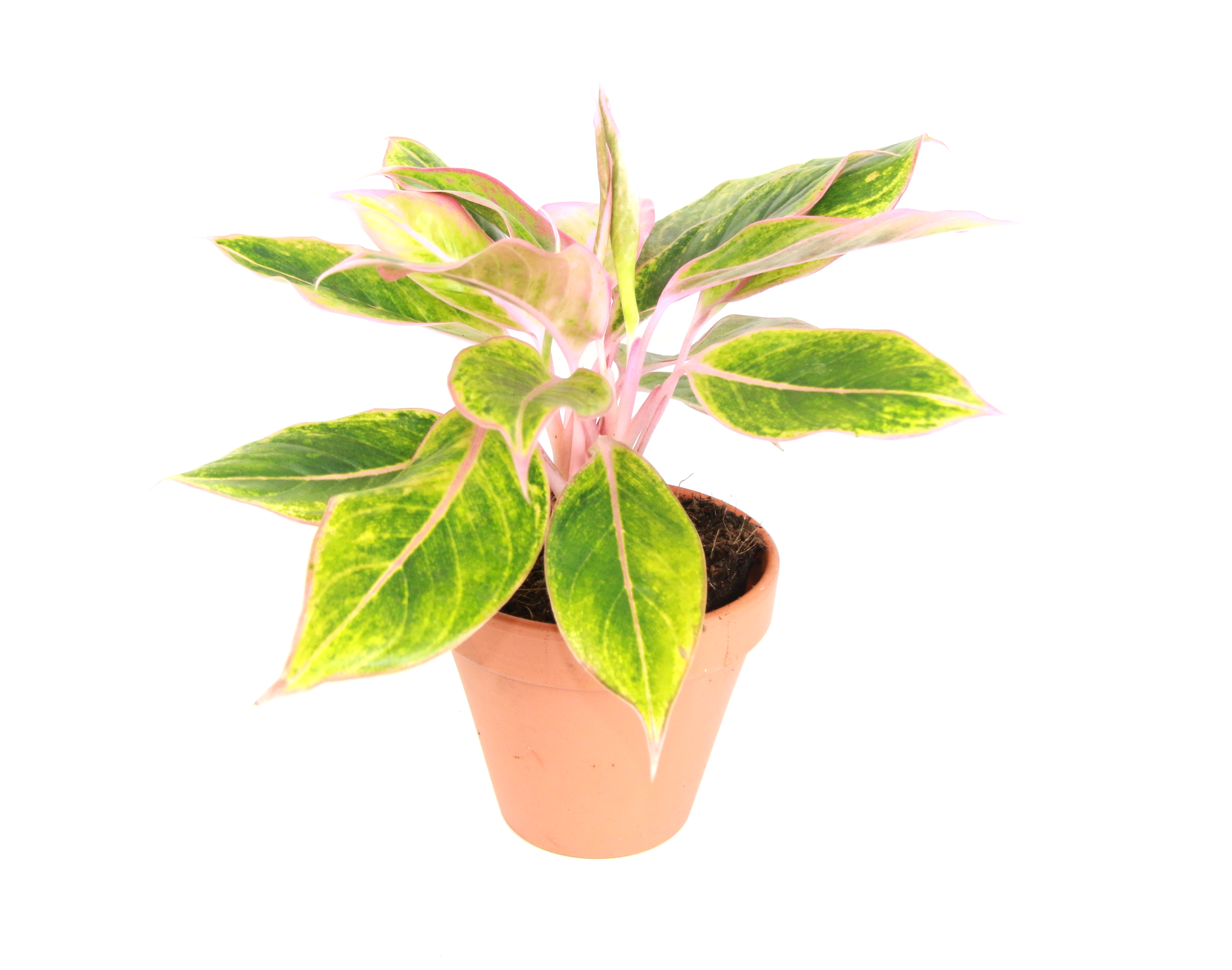 Aglaonema Siam aurora pink, průměr 12-14 cm Aglaonema, Spící panna