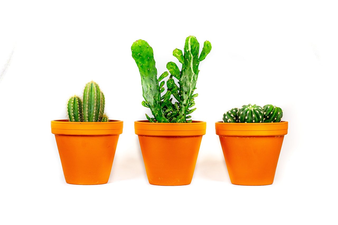 Kaktusy MIX, průměr 6-8,5 cm - ZACHRAŇ KYTKU