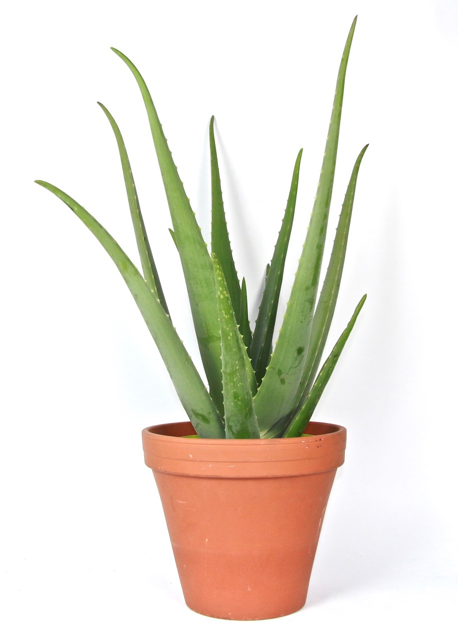 Aloe Vera, průměr 19-21 cm Aloe pravá