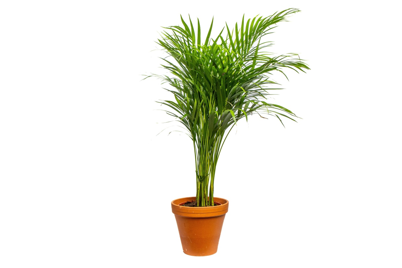 Dypsis Lutescens (areca), průměr 21 cm Palma areková