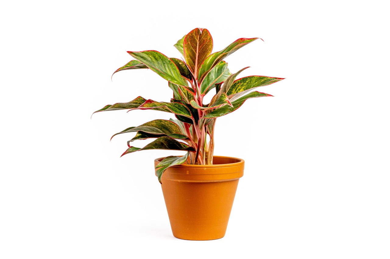 Aglaonema Crete, průměr 12-14 cm Aglaonema, Spící panna