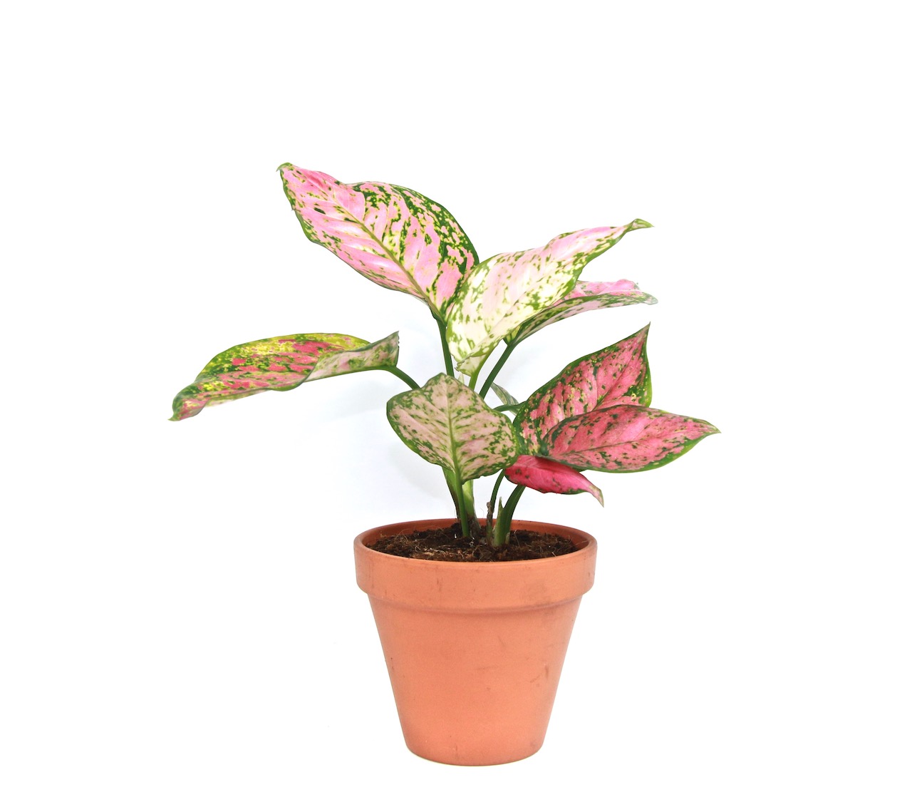 Aglaonema Spotted Star, průměr 12-14 cm Aglaonema, Spící panna