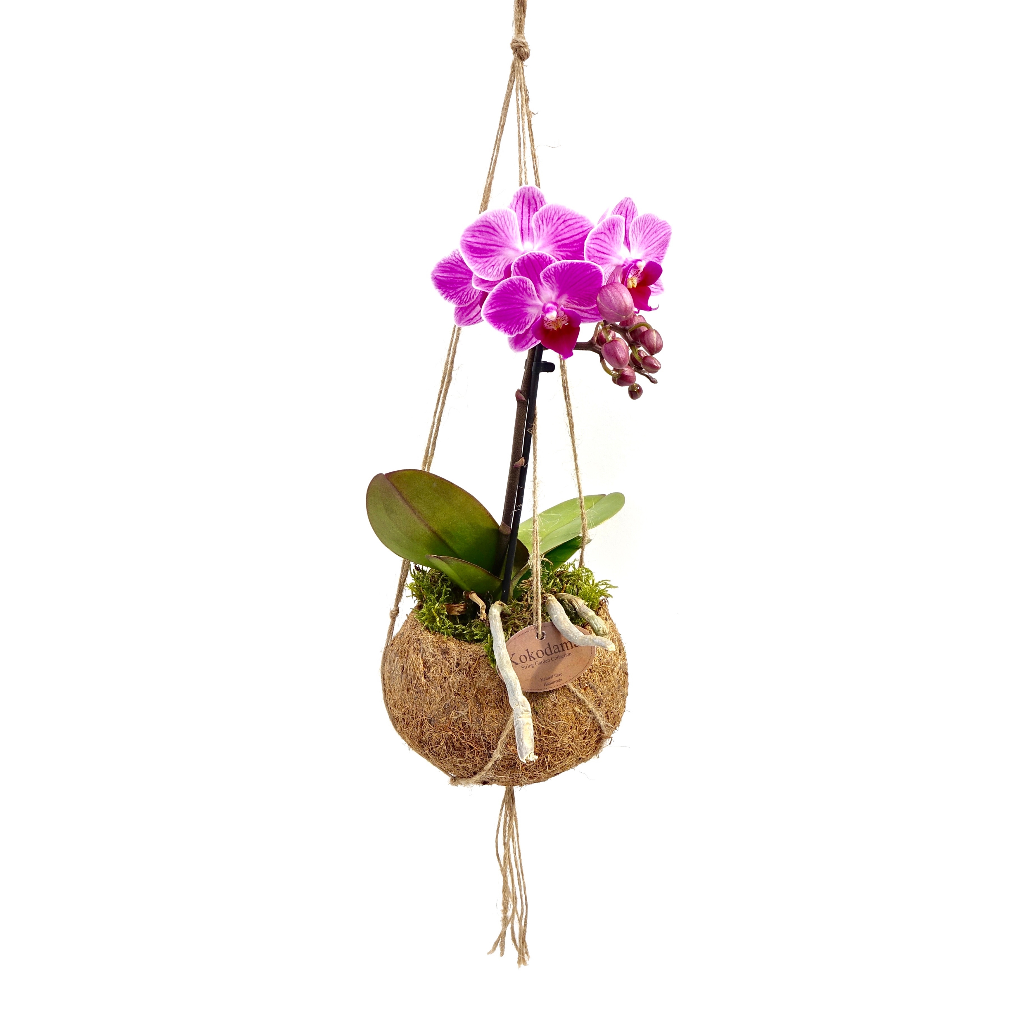 Kokodama Phalaenopsis (S) Falenopsis, Můrovec