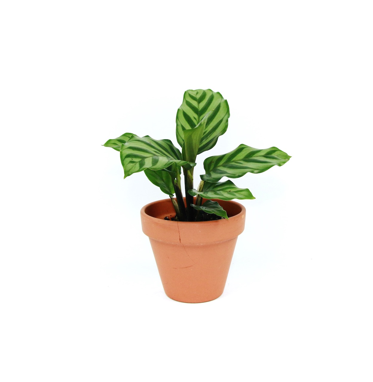 Calathea Freddie, průměr 6-7 cm Kalatea