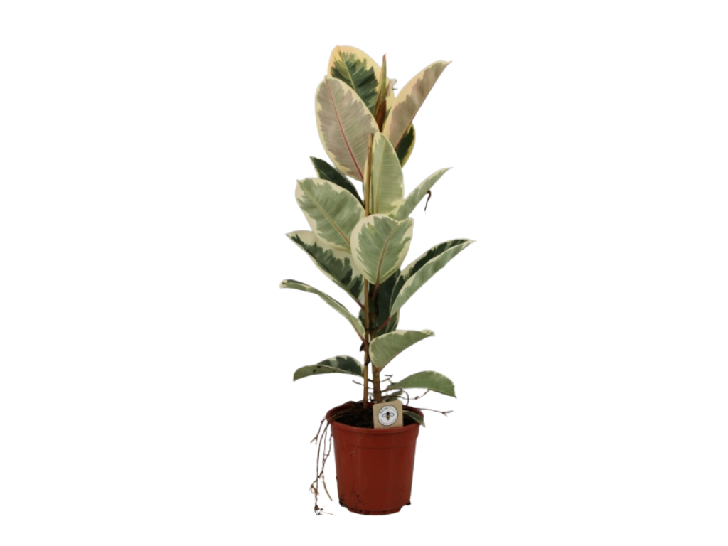 Ficus elastica Tineke, průměr 21 cm Fíkovník pryžodárný, Fíkovník, Gumovník