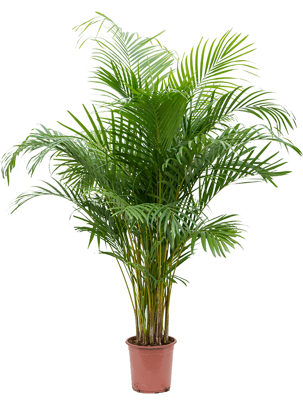 Dypsis Lutescens (areca), průměr 24 cm Palma areková