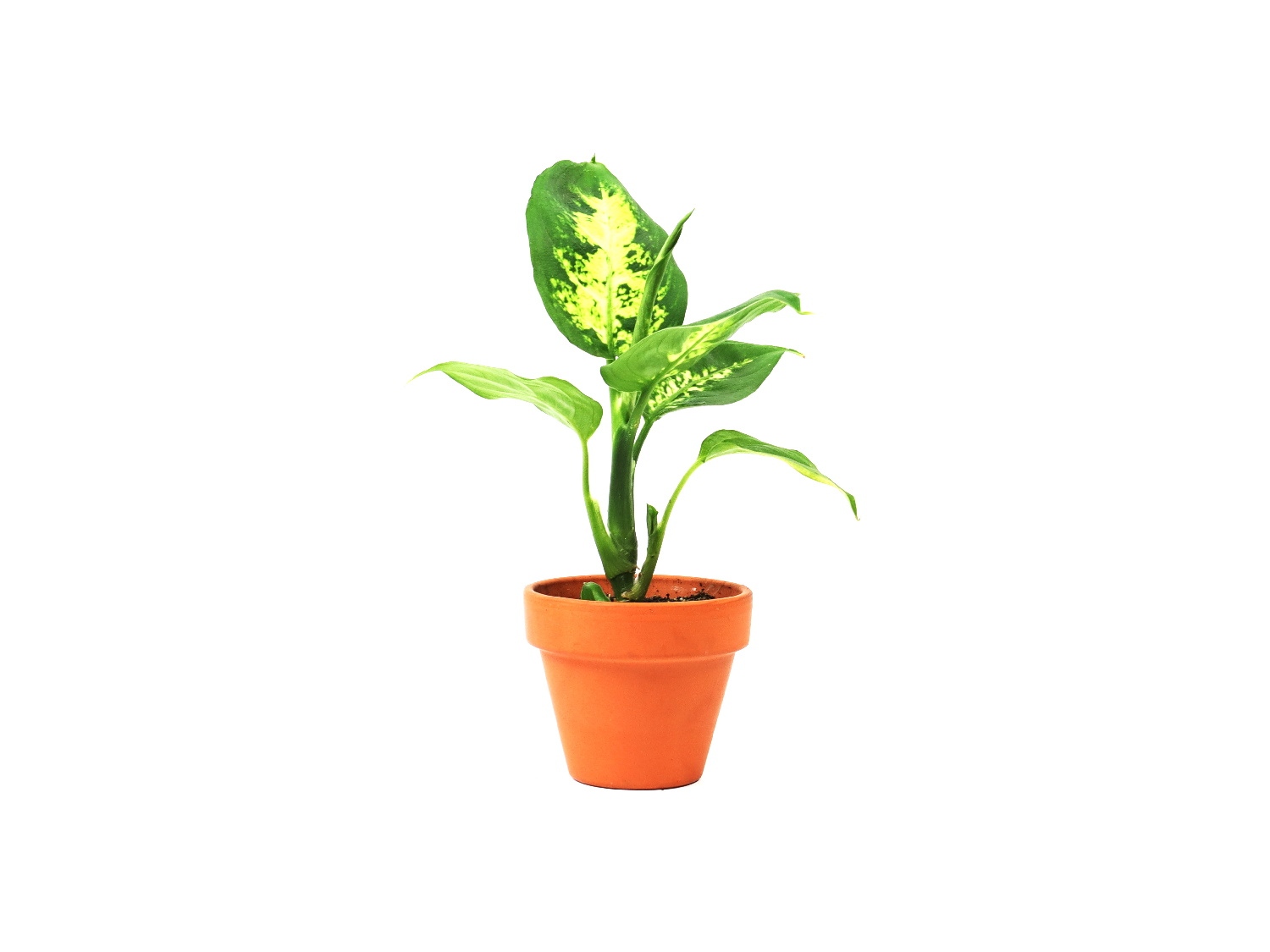 Dieffenbachia Camilla, průměr 6 cm Difenbachie, mramornatka