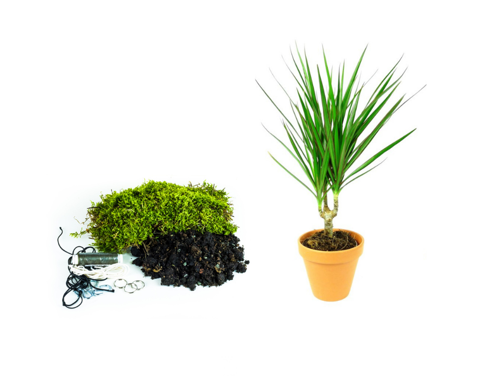 Kokedama "Vyrob si sám" Dracaena marginata (L) Dracéna lemovaná, Dračinec