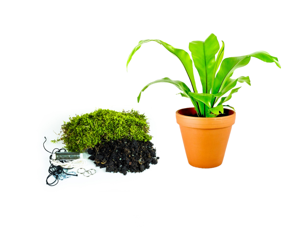 Kokedama "Vyrob si sám" Asplenium Nidus (L) Sleziník, Ptačí hnízdo