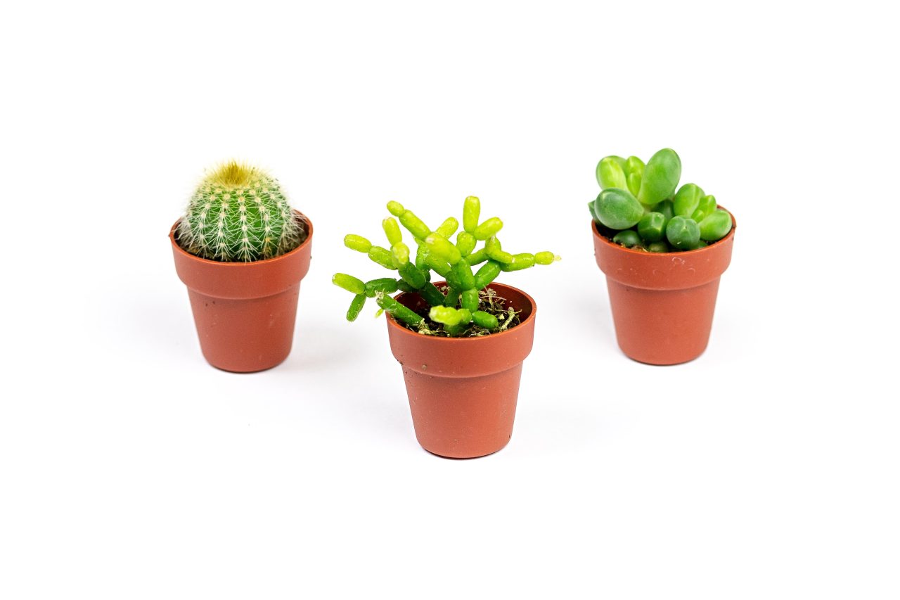 Set 3 ks rostlin Kaktusy mix, průměr 3,5 cm
