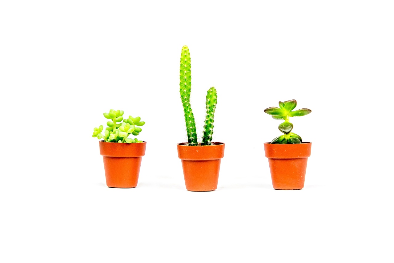 Set 3 ks rostlin Kaktusy mix, průměr 6 cm