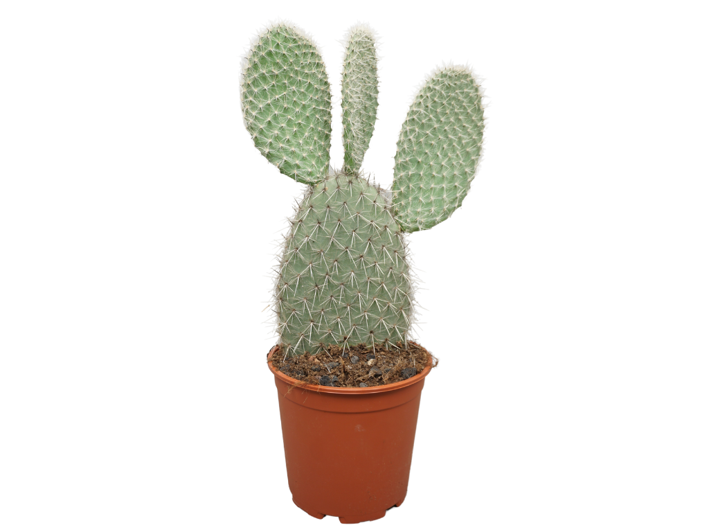 Opuntia, průměr 20-21 cm Opuncie, nopál