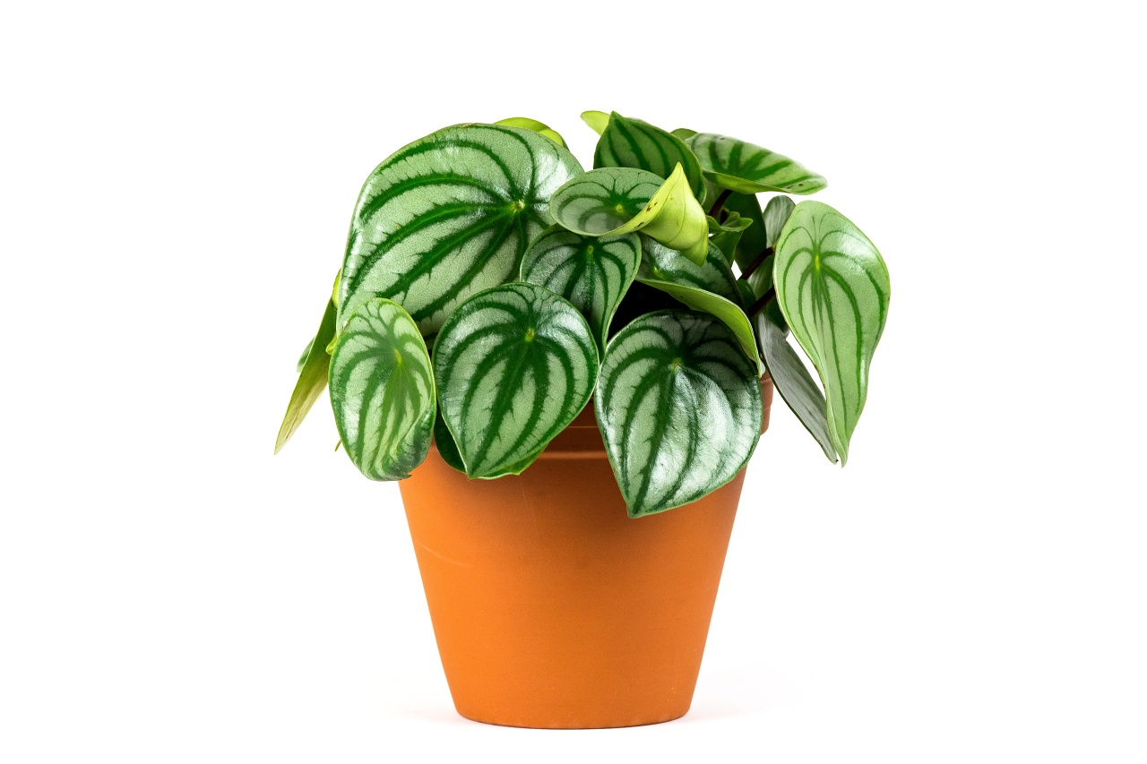 Peperomia Argyreia, průměr 11-12 cm Peperomie, pepřinec