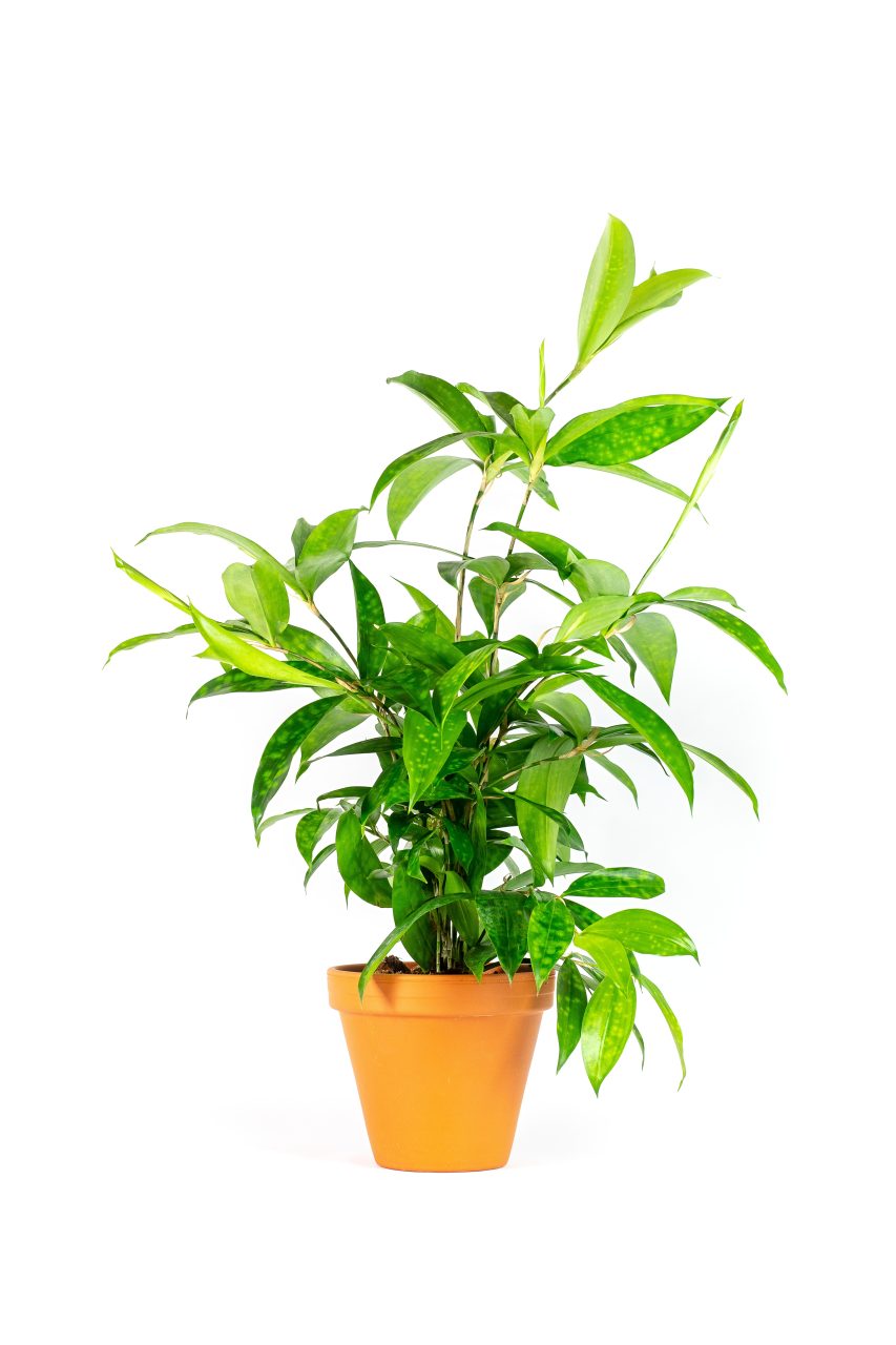 Dracaena surculosa, průměr 17 cm Dracéna, dračinec šlahounovitý