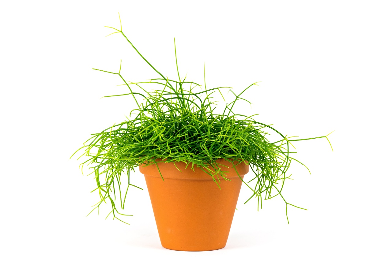 Rhipsalis mix, průměr 10,5 cm Rhipsalis, věšák