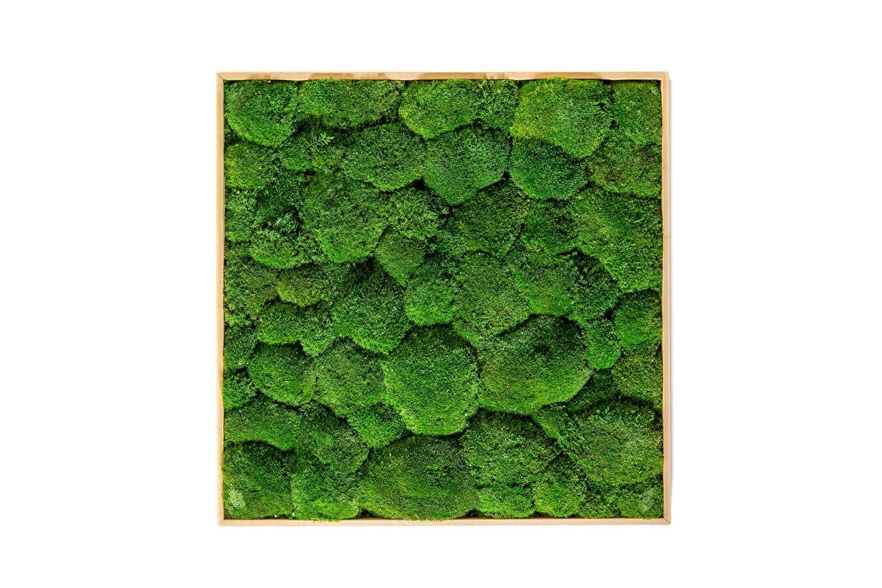 Mechový obraz 100x100 cm z kopečkového mechu, přírodní + doprava zdarma