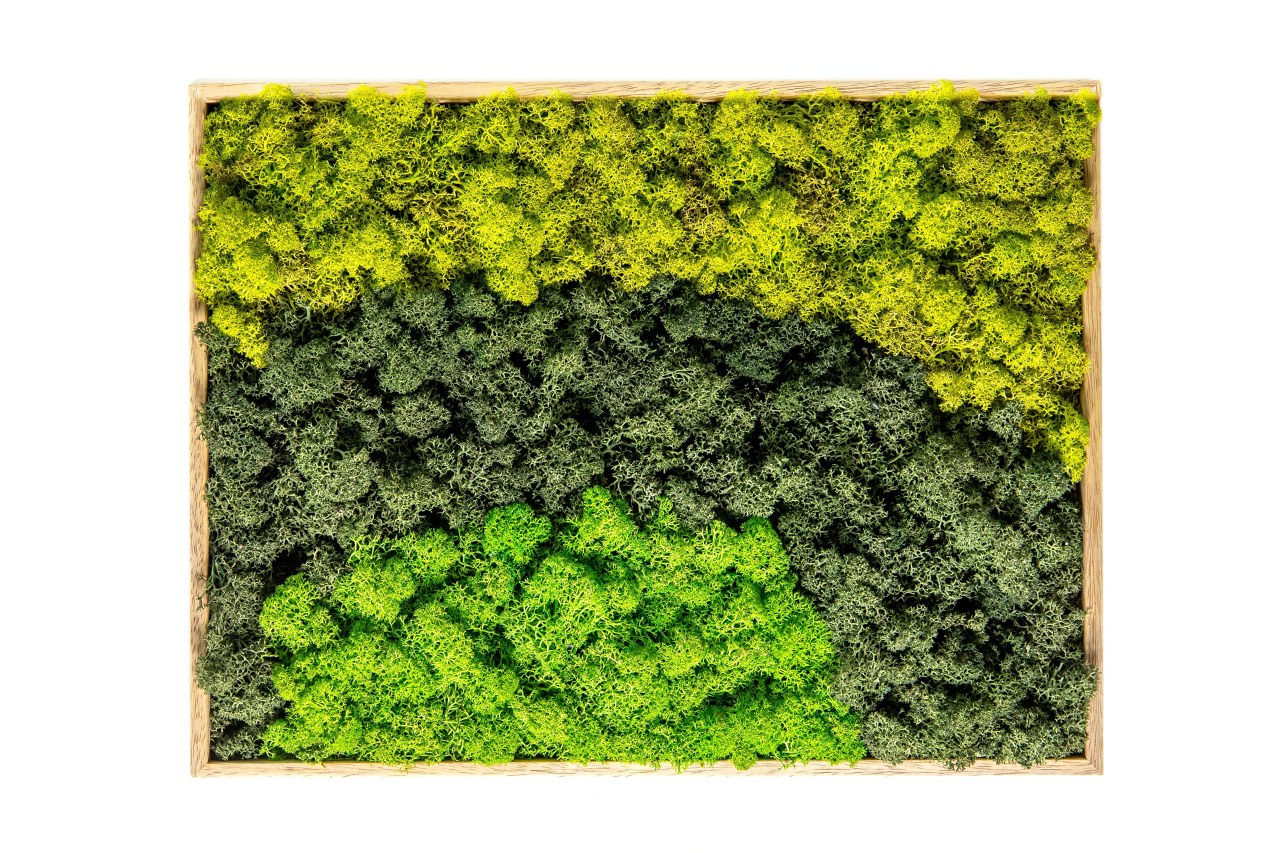 Obraz z 3 barev lišejníku 30x40 cm, přírodní