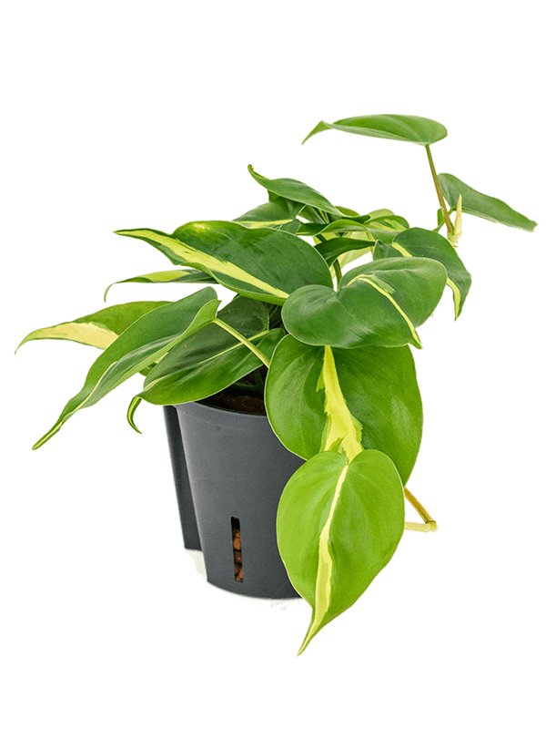 Philodendron scandens Brasil, průměr 13 cm - hydroponie Filodendron