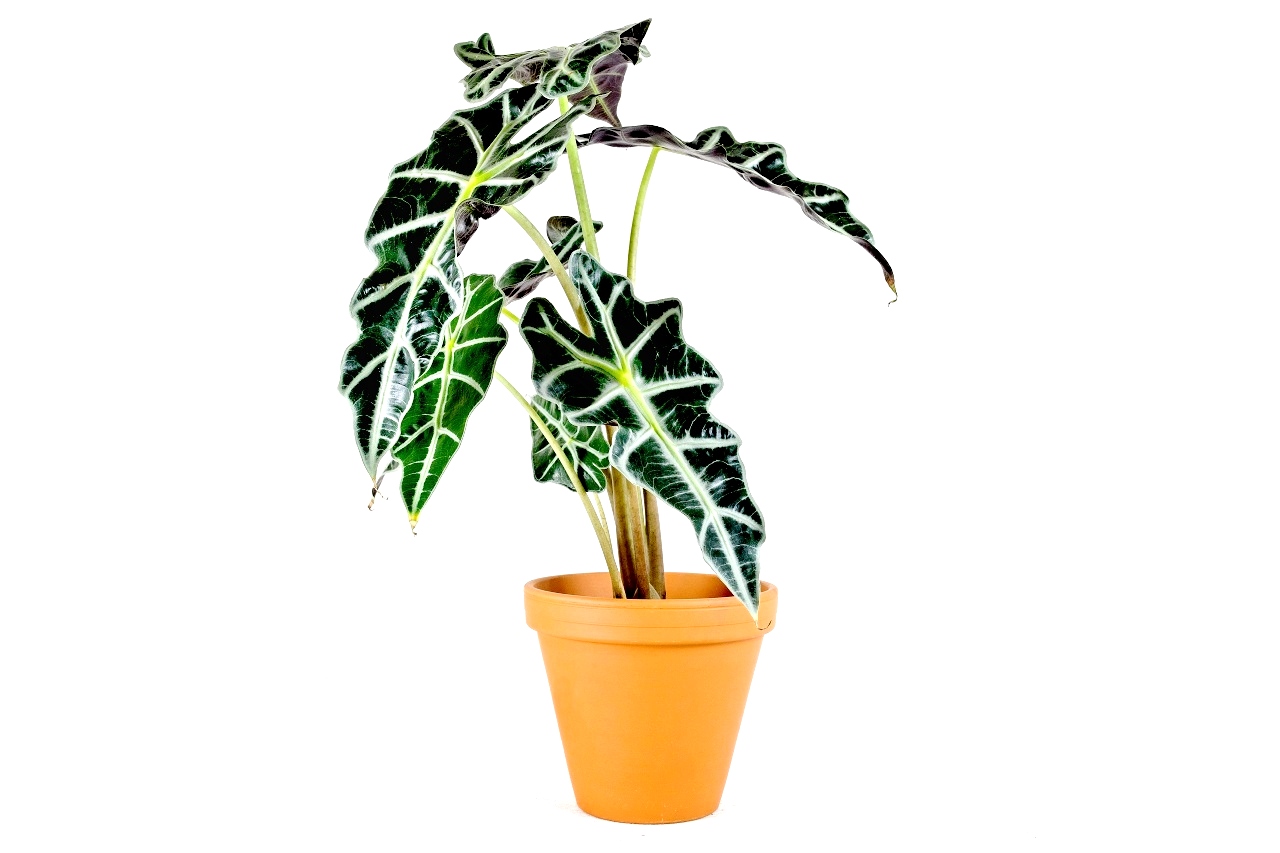 Alocasia amazonica Polly, průměr 11-12 cm Alokásie, Alokázie