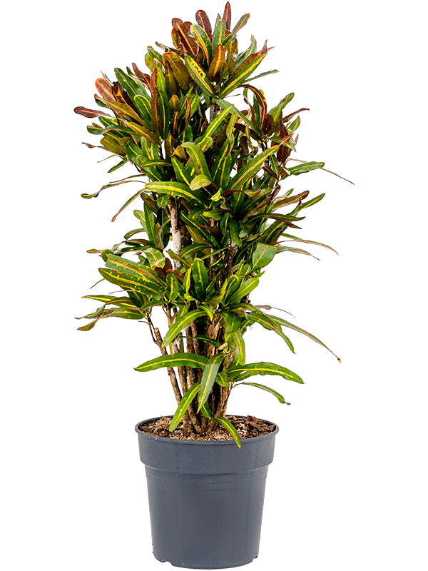 Codiaeum var. Mammi - výška 100 cm, průměr 24 cm Kroton, podivec pestrý