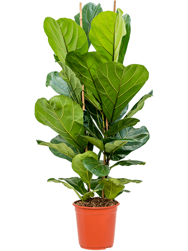 Ficus lyrata vícekmen, průměr 30 cm Fíkovník lyrovitý