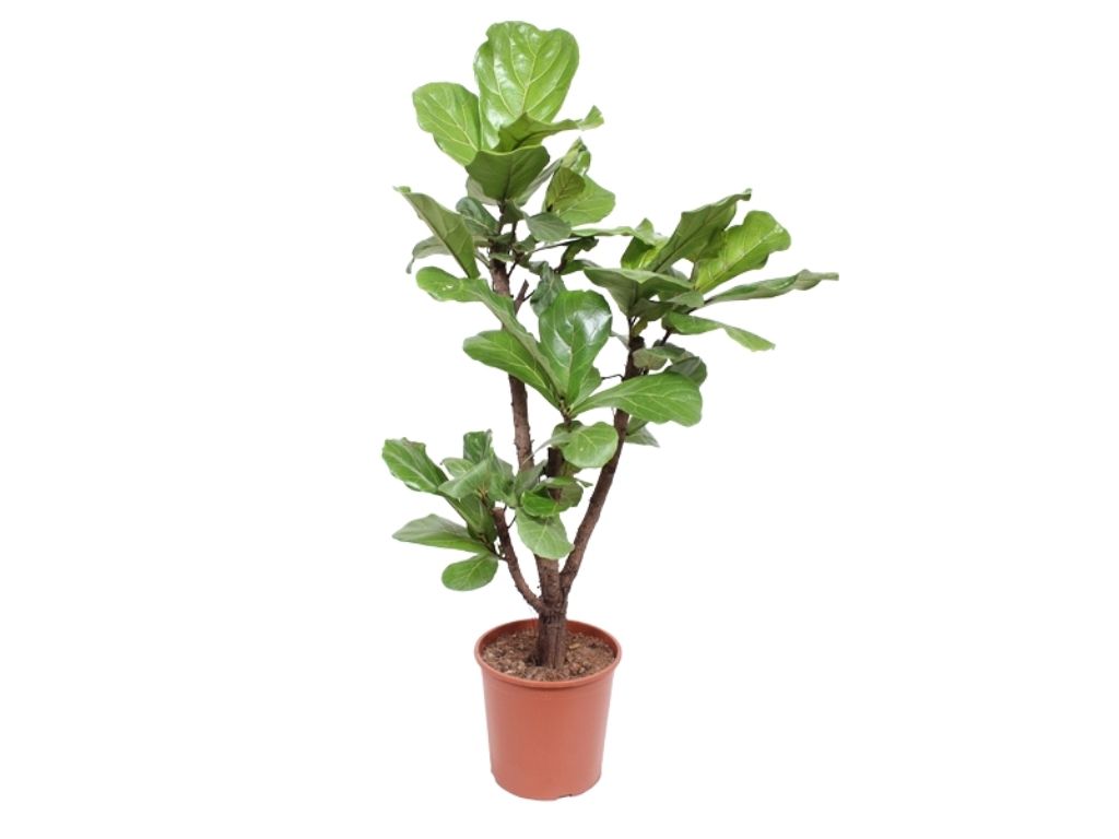 Ficus lyrata, průměr 34 cm Fíkovník lyrovitý