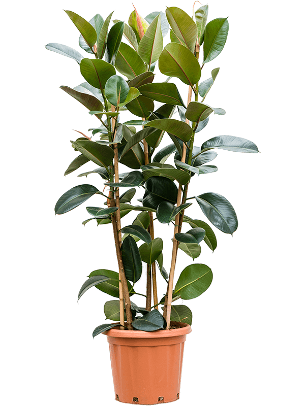 Ficus elastica Robusta 3pp, průměr 38 cm - výška 170 cm Fíkovník pryžodárný, Fíkovník, Gumovník