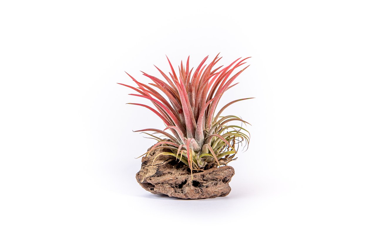 Tillandsia ionantha red na dřevěném kmínku Tillandsie, kykatka