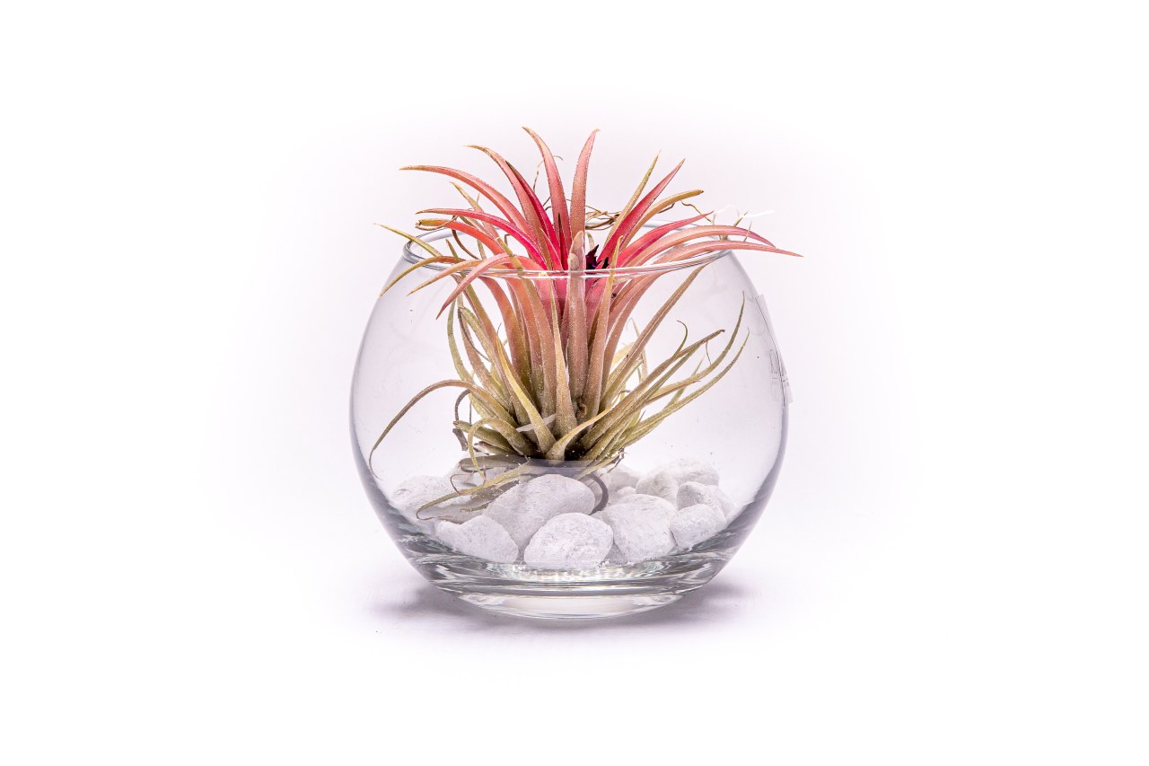 Skleněná váza boule s Tillandsií Ionantha red Tillandsie, kykatka