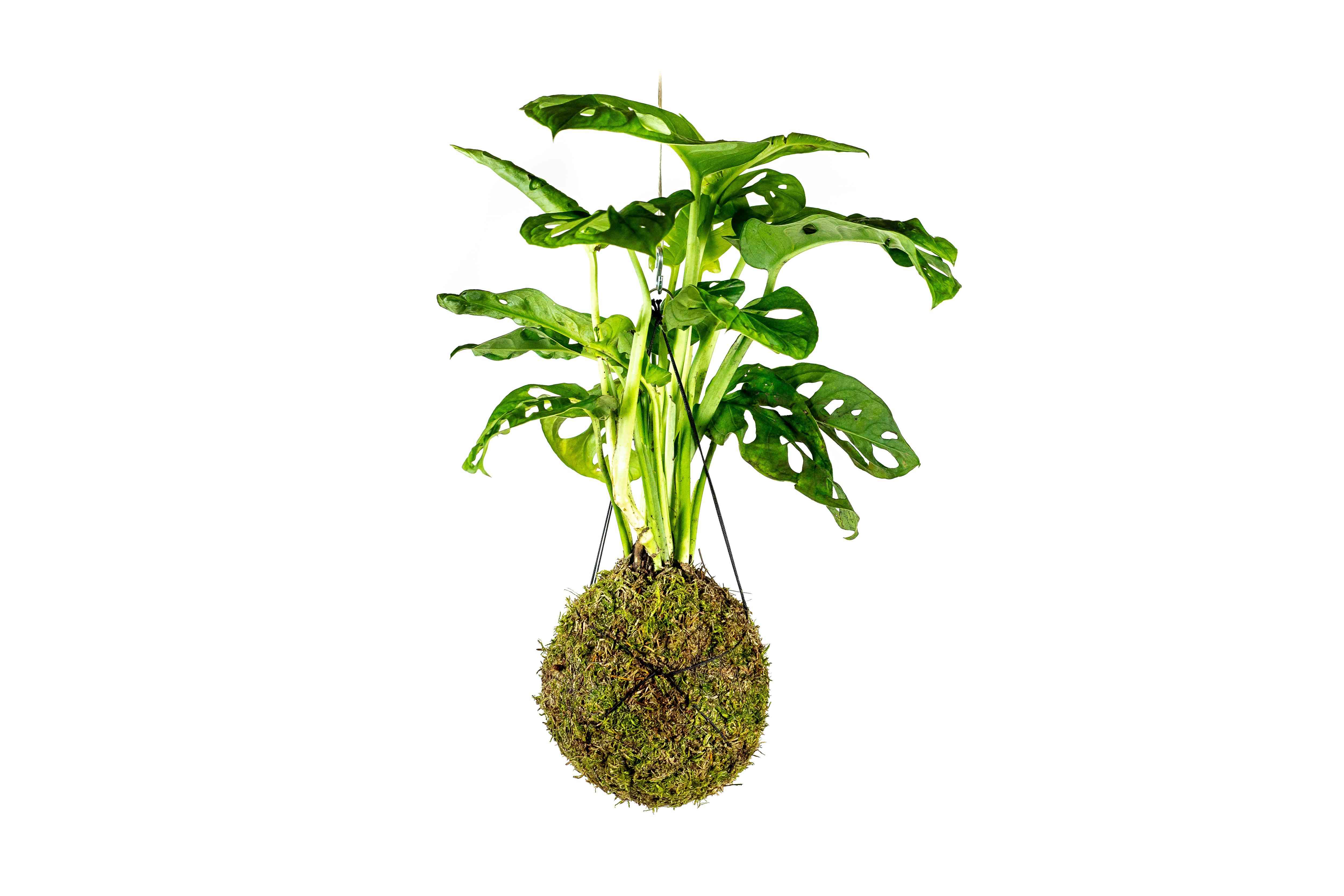 Kokedama Monstera adansonii Monkey Mask (L) Monstera, Adansonova monstera, Švýcarský sýr