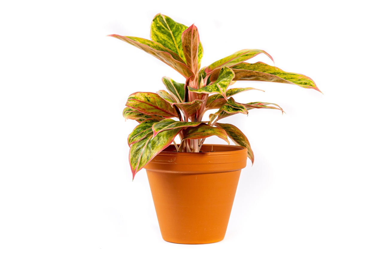 Aglaonema Salmon Fantasy, průměr 12 cm Aglaonema, Spící panna