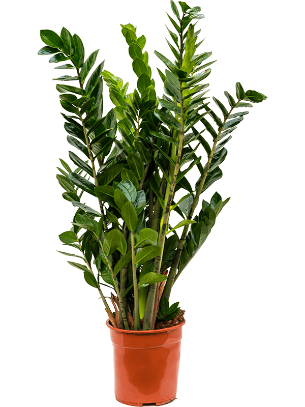 Zamioculcas zamiifolia, průměr 24 cm Kulkas, zamiokulkáda