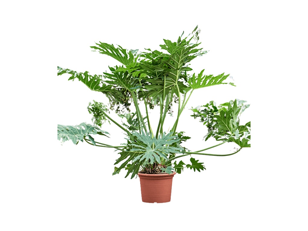 Philodendron Selloum, průměr 30 cm Filodendron