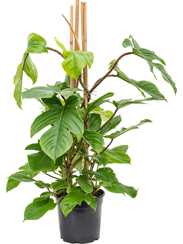 Philodendron Squamiferum, průměr 24 cm Filodendron