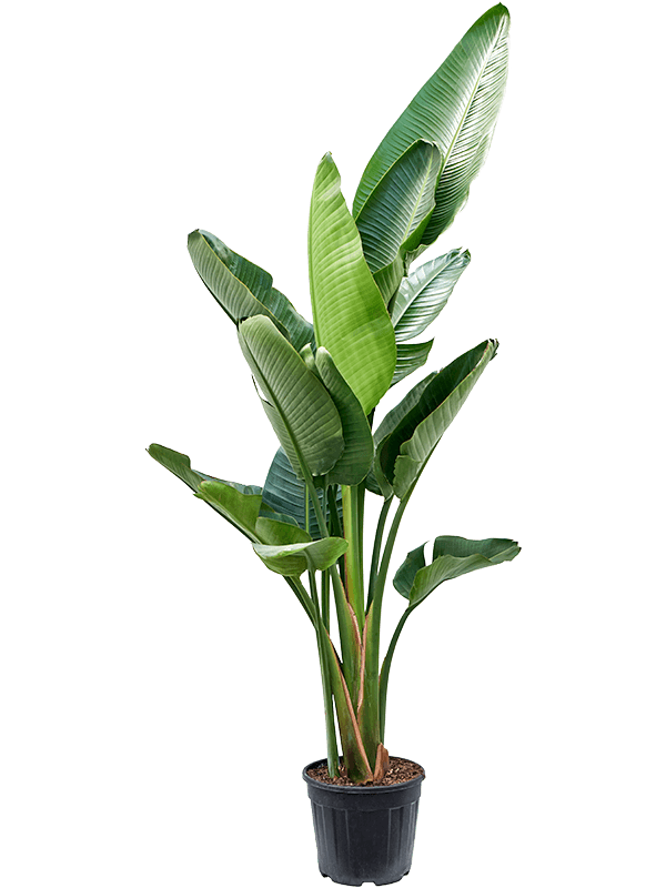 Strelitzia nicolai, průměr 31 cm Strelície natálská