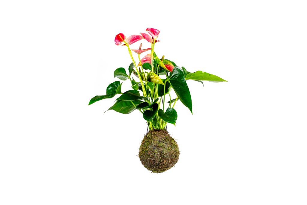 Kokedama Anthurium růžová (L) Anturie, toulitka, prasečí ocásek